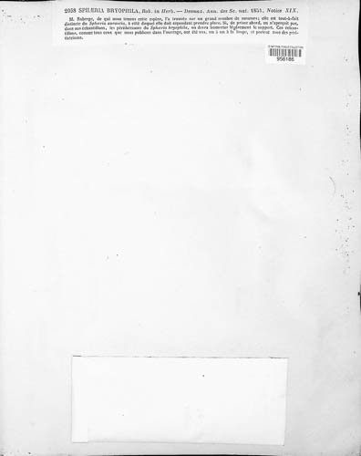 Nectria peziza image